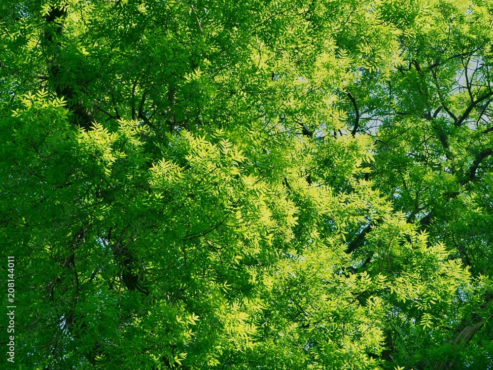 Ash Tree Ash Tree