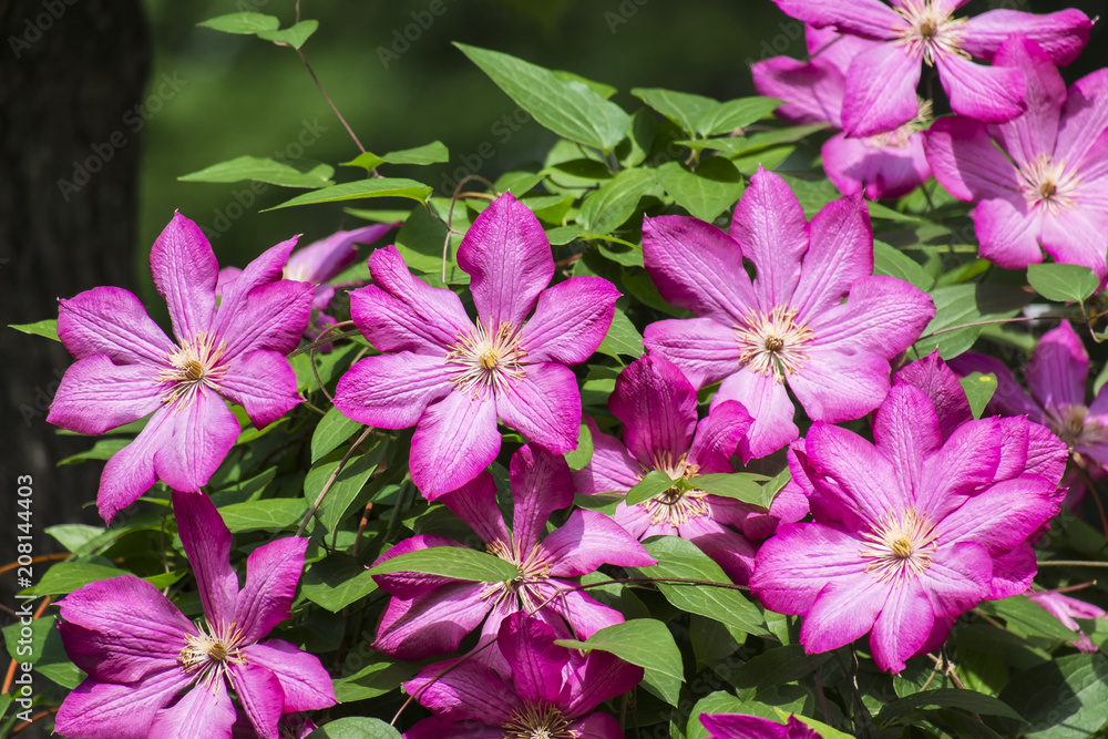 Large purple Clematis flowers. Clematis from the Viticella Group (Clematis Ville de Lyon) Large purple Clematis flowers. Clematis from the Viticella Group (Clematis Ville de Lyon)
