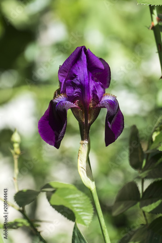 Fototapeta Naklejka Na Ścianę i Meble -  Velvet flower of purple iris (Meskalero Chif)