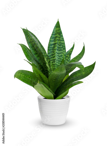 Houseplant - young Sansevieria a potted plant isolated over white