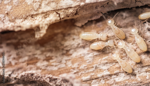 Close up shot, macro white ants or termites on decomposing wood. As an enemy of wooden houses as well.