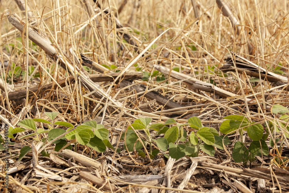 A close-up of a row of soybeans horizontally on a page in a no-till field with corn and rye residue.