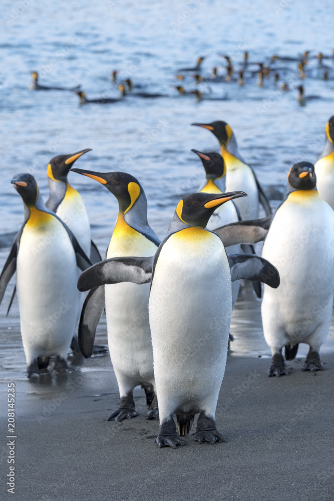 Obraz premium King Penguins, South Georgia Island, Antarctic