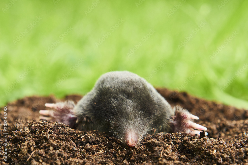 Close up of Mole in garden. Talpa europaea, crawling out of brown molehill, green grass lawn background. Selective focus Close up of Mole in garden. Talpa europaea, crawling out of brown molehill, green grass lawn background. Selective focus