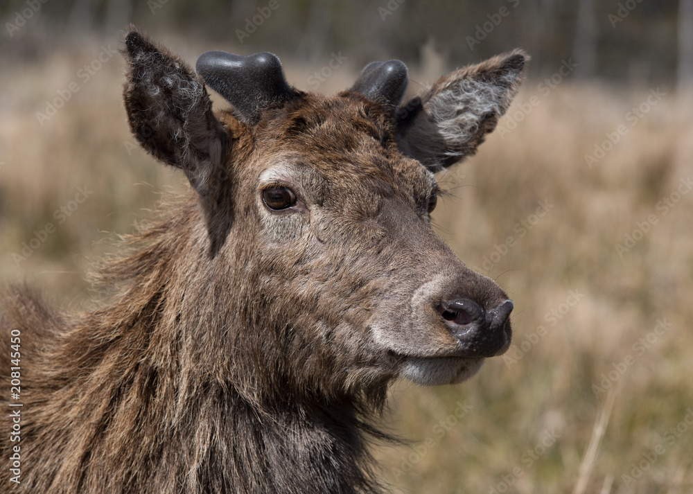 Hirsch Hirsch
