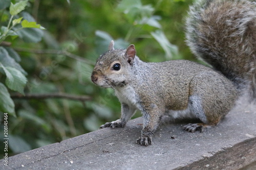 Amazing Squirrels in Stanley Park 