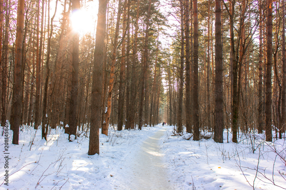Fototapeta premium Зимнее морозное утро