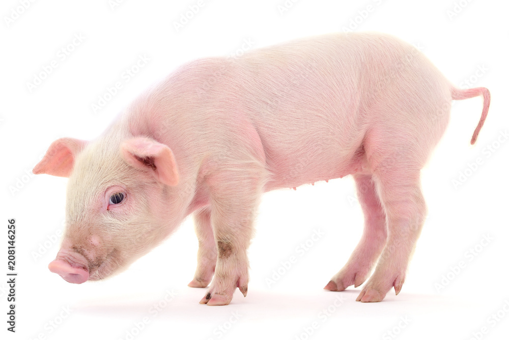 Pig on white Pig on white