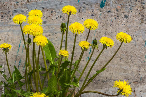 A group of yellow dandelions grow on a gray background of wall