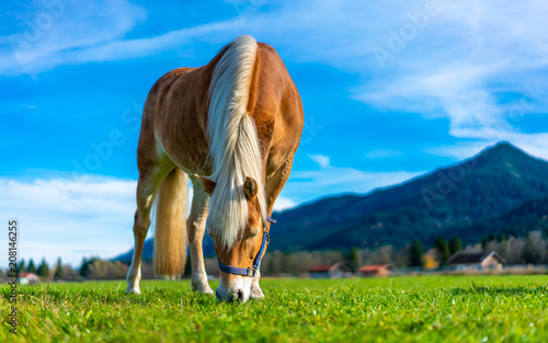 Fototapeta Zdrowy koń na pastwisku