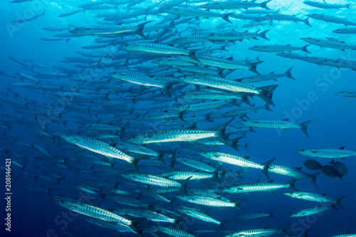 School of Barracuda swimming in blue water above a tropical coral reef
