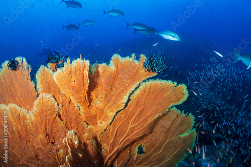 Huge, colorful sea fans on a healthy tropical coral reef