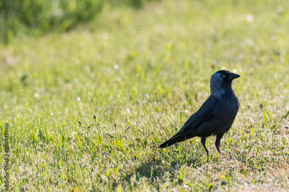 Watchful jackdaw bird