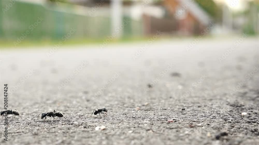 The ants are fighting among themselves. Macro, slow-motion The ants are fighting among themselves. Macro, slow-motion
