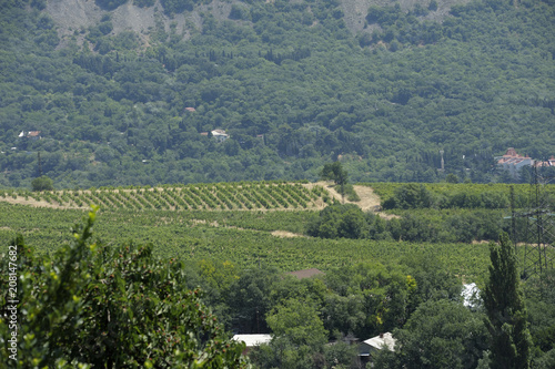 Wallpaper Mural View of a vineyard and a hillside in the background. June 10, 2017.  Locality near Partenit, Crimea Torontodigital.ca