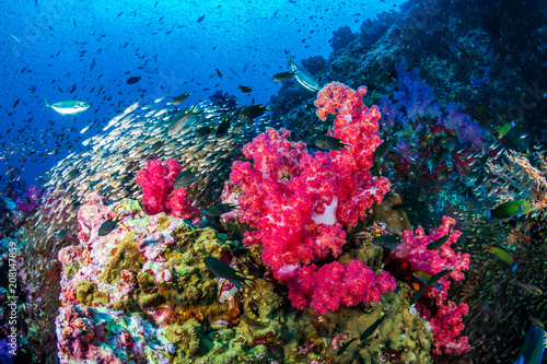 Tropical fish swimming around a healthy, colorful tropical coral reef