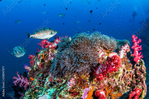 Beautiful, colorful, healthy tropical coral reef