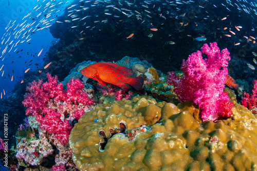 Fototapeta Naklejka Na Ścianę i Meble -  Beautiful, colorful, healthy tropical coral reef