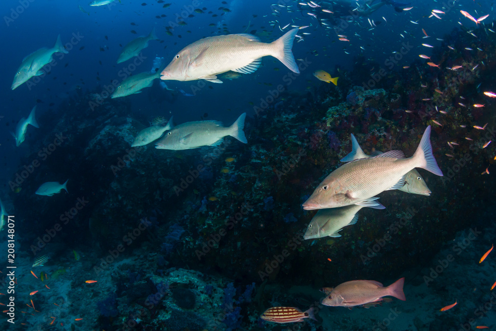 Long nosed Emperor hunting on a tropical coral reef Long nosed Emperor hunting on a tropical coral reef
