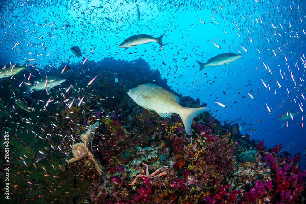 Fototapeta premium Long nosed Emperor hunting on a tropical coral reef