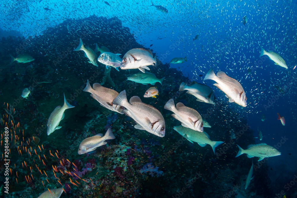 Fototapeta premium Long nosed Emperor hunting on a tropical coral reef