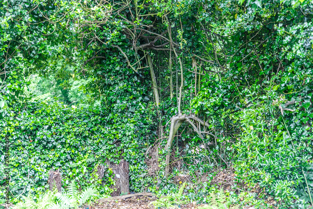 Background with vegetation in the corner of an English garden Background with vegetation in the corner of an English garden