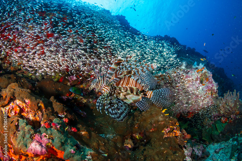 Fototapeta Naklejka Na Ścianę i Meble -  Lionfish hunting on a colorful tropical coral reef
