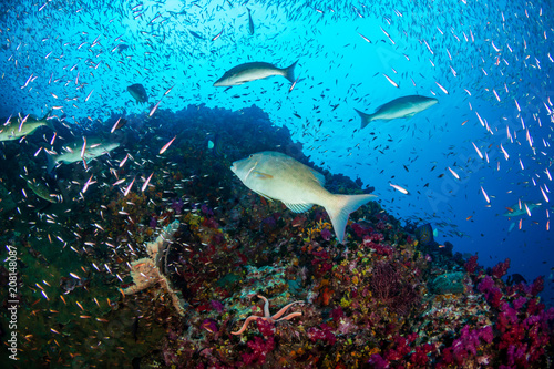 Fototapeta Naklejka Na Ścianę i Meble -  Long nosed Emperor hunting on a tropical coral reef
