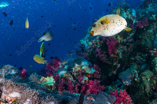 Cute Pufferfish on a tropical coral reef