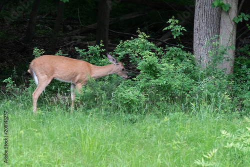 Whitetail Deer 9