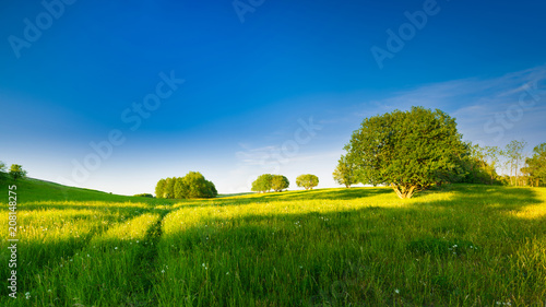 spring meadow among trees. May landscape. Masuria  Poland.