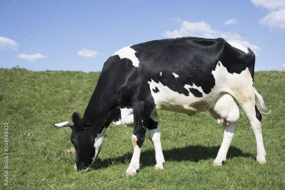 black and white cow grazing in a meadow