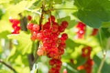 currant berries - currants bush in garden