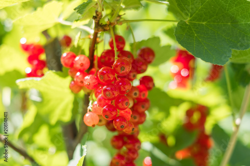 currant berries - currants bush in garden