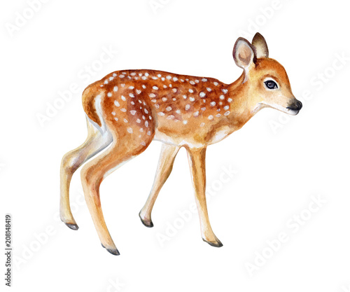 Spotted fawn on white background. Deer. Watercolor. Illustration. Template. Handmade. Image. Picture