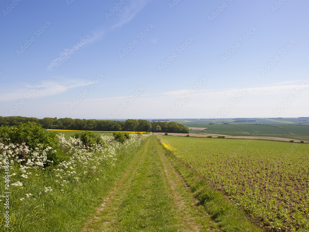 Obraz premium bridleway near Sledmere