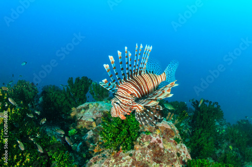 Lionfish swim around a dark tropical coral reef in Myanmar
