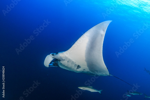 Huge majestic Oceanic Manta Ray with Cobia and fish swimming in blue water