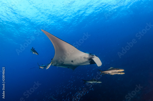 Huge majestic Oceanic Manta Ray with Cobia and fish swimming in blue water
