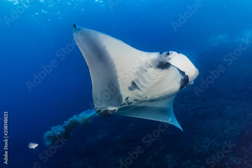 Huge oceanic Manta Ray defecating in a blue ocean © whitcomberd
