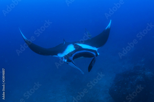Majestic Oceanic Manta Ray swimming in a clear, blue ocean © whitcomberd