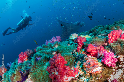 A SCUBA diver with a Scorpionfish and giant oceanic Manta Ray on a tropical coral reef