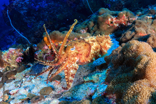 Beautiful Cuttlefish on a tropical coral reef