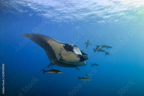 Majestic Oceanic Manta Ray swimming in a clear  blue ocean