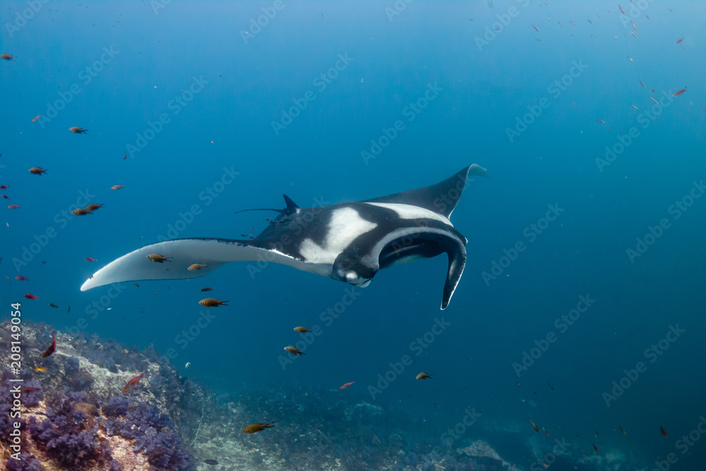 Naklejka premium Huge Oceanic Manta Ray swimming over a colorful, healthy tropical coral reef