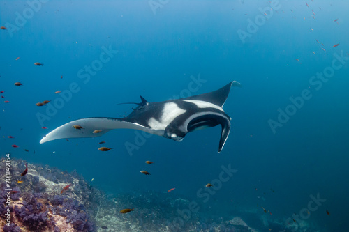 Huge Oceanic Manta Ray swimming over a colorful  healthy tropical coral reef