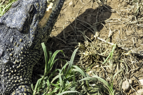 The Cuban crocodile (Crocodylus Rhombifer) is a small species of crocodile endemic to Cuba - Peninsula de Zapata National Park / Zapata Swamp, Cuba photo