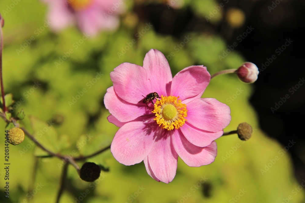 Anemone Anemone