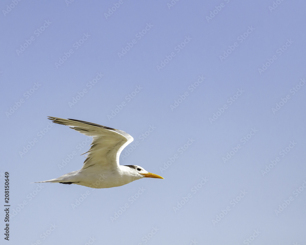 Royal Tern (Sterna maxima) flies through the air, Goleta, CA. Royal Tern (Sterna maxima) flies through the air, Goleta, CA.