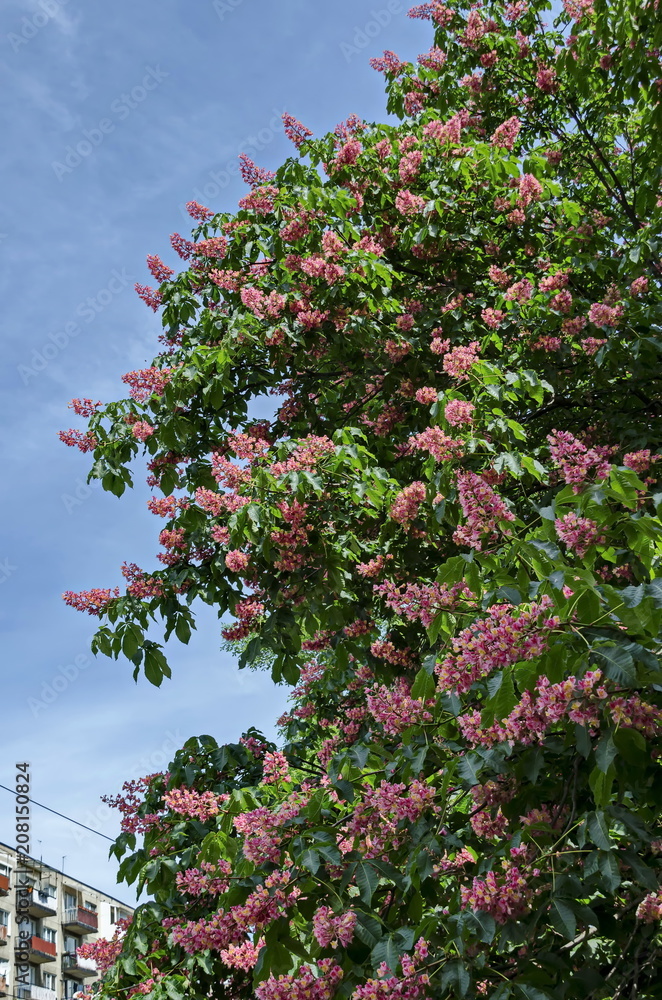 Red horse-chestnut,  Aesculus hippocastanum or Conker tree with flower and leaf, Sofia, Bulgaria   